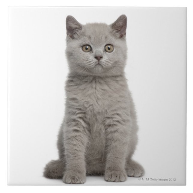 British Shorthair Kitten Tile (Front)