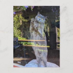 British Shorthair Kitty Cat In Window Postcard
