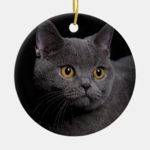 British Shorthair Ornament