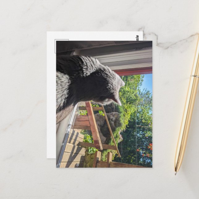 British Shorthair Reflection in Window Photo Postcard (Front/Back In Situ)