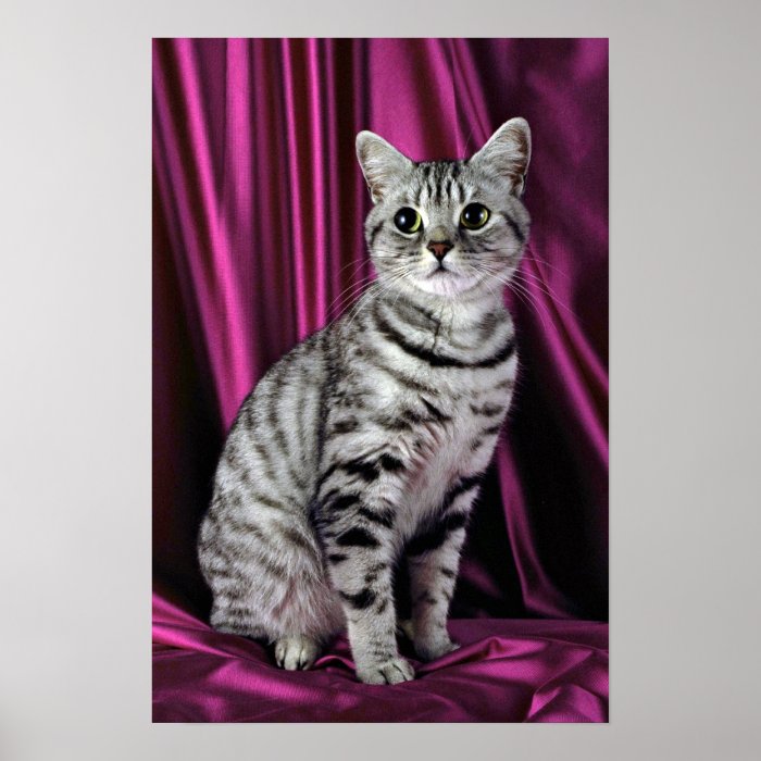 British Shorthair, silver spotted Posters