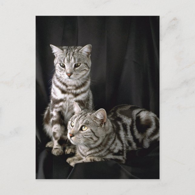 British Shorthair, silver tabby Postcard (Front)