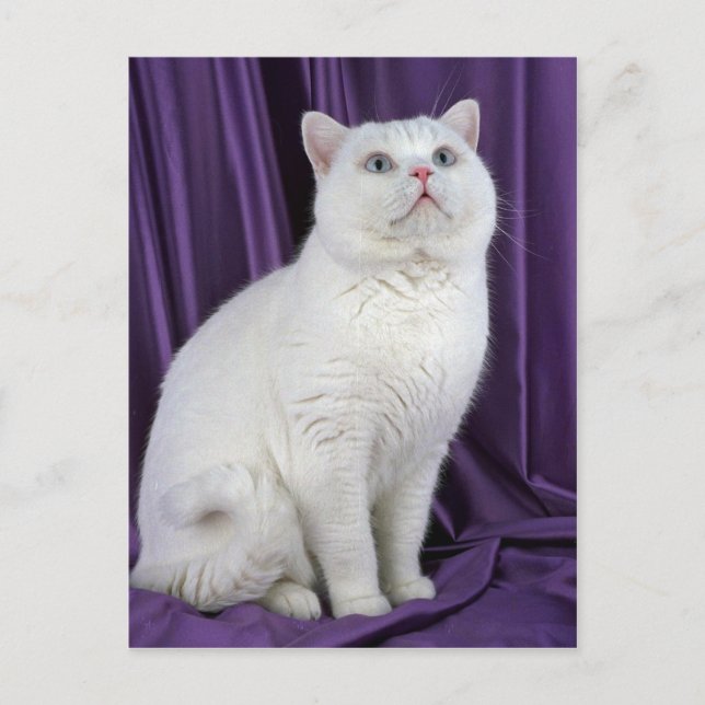 British Shorthair, white Postcard (Front)