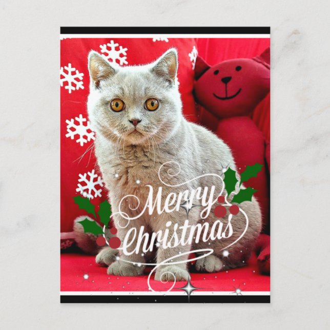 British Shorthaired Cat, Christmas greetings Postcard (Front)