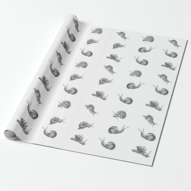 British Snail Design Wrapping Paper (Unrolled)
