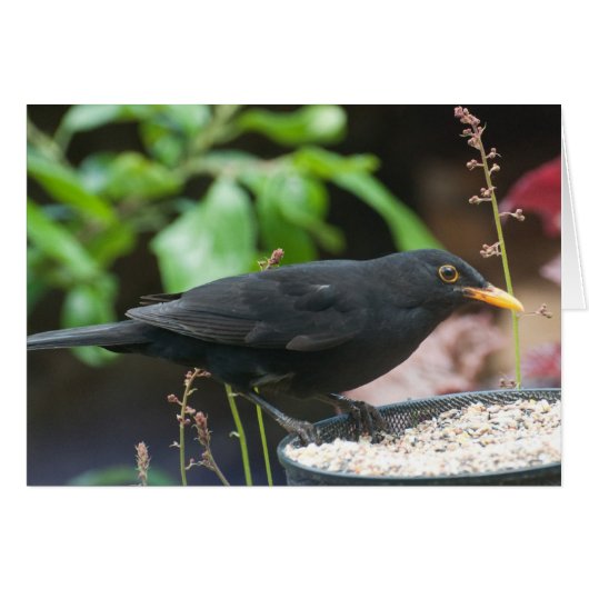 British Songbirds: male blackbird (Front Horizontal)