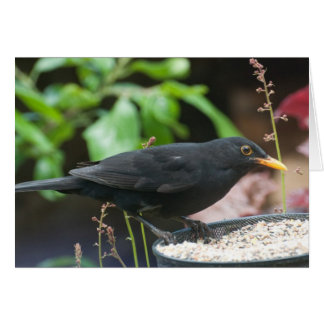 British Songbirds: male blackbird Cards