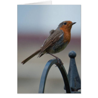 British Songbirds: Young Robin Cards