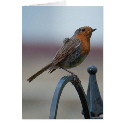 British Songbirds: Young Robin Cards (Front)