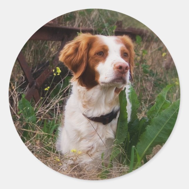 Brittany Classic Round Sticker (Front)