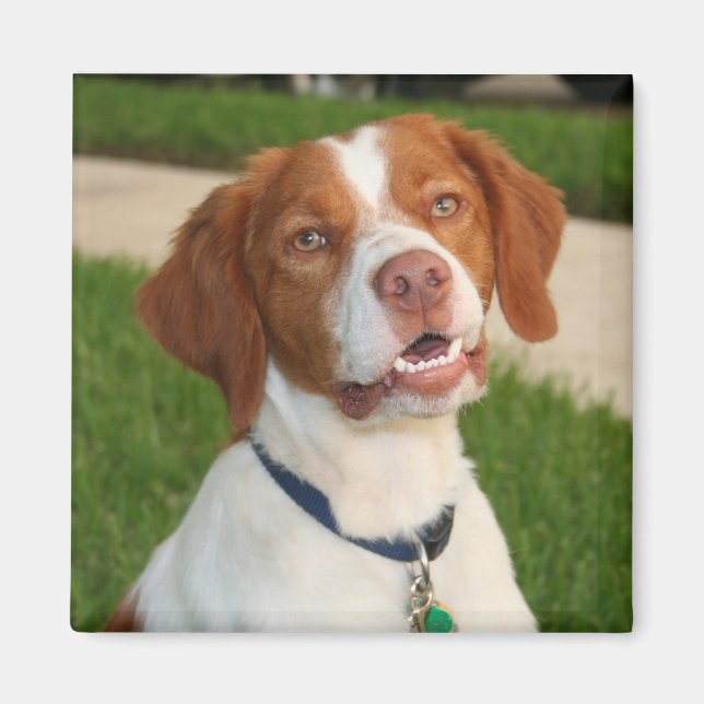 Brittany Magnet (Front)