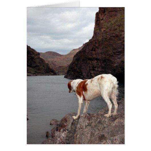 BRITTANY OVER THE COLORADO RIVER CARDS (Front)