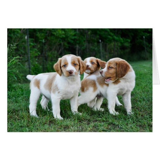 Brittany puppies cards (Front Horizontal)