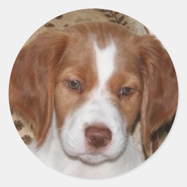 Brittany Puppy Classic Round Sticker (Front)