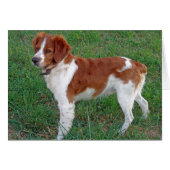 Brittany Spaniel (Front Horizontal)