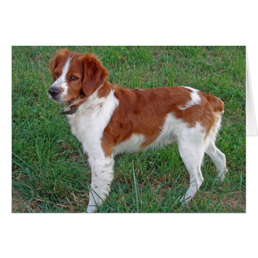 Brittany Spaniel (Front Horizontal)