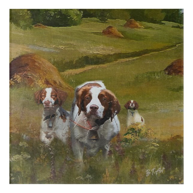 Brittany Spaniel  Acrylic Print (Front)