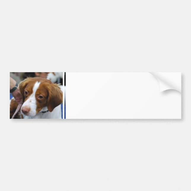 Brittany Spaniel  Bumper Sticker (Front)