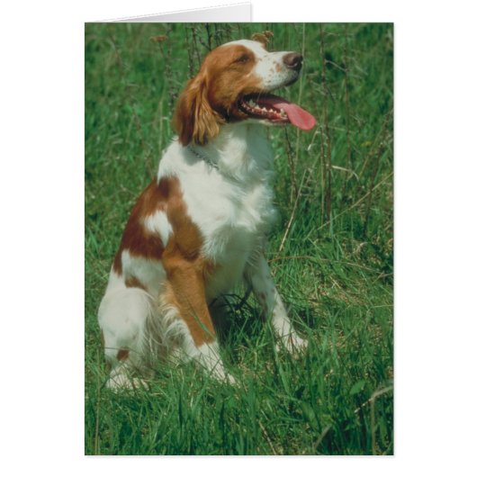 Brittany Spaniel Cards (Front)