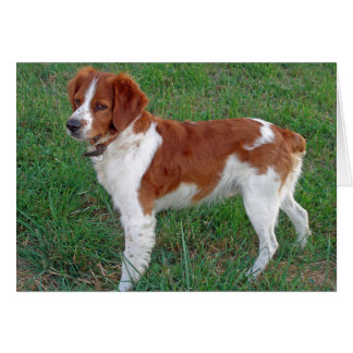 Brittany Spaniel Cards