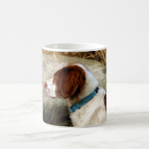 Brittany Spaniel