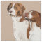 Brittany Spaniel fabric