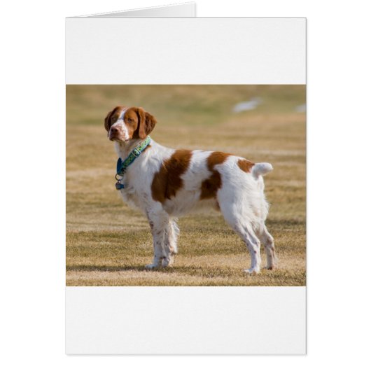 brittany-spaniel full.png cards (Front)