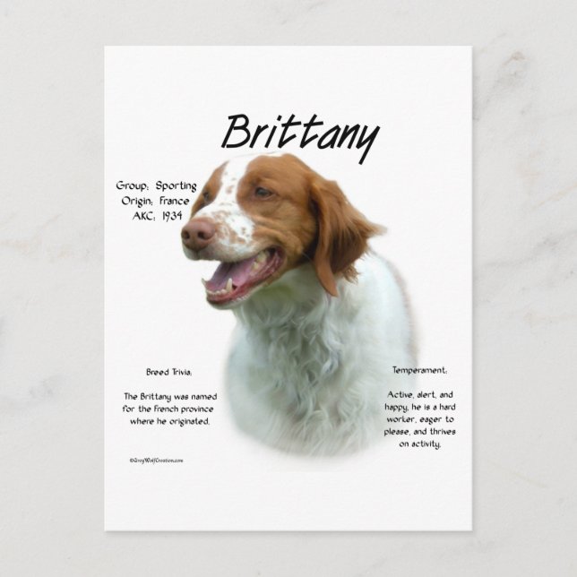 Brittany Spaniel History  Postcard (Front)