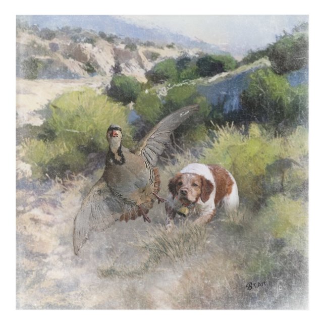 Brittany Spaniel hunting chukar partridge, Art  (Front)