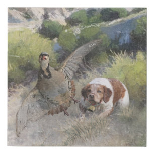 Brittany Spaniel hunting chukar partridge, Art  Faux Canvas Print