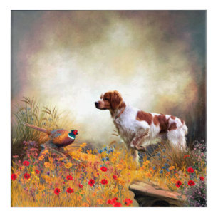 Brittany Spaniel, Hunting Pheasant  Acrylic Print
