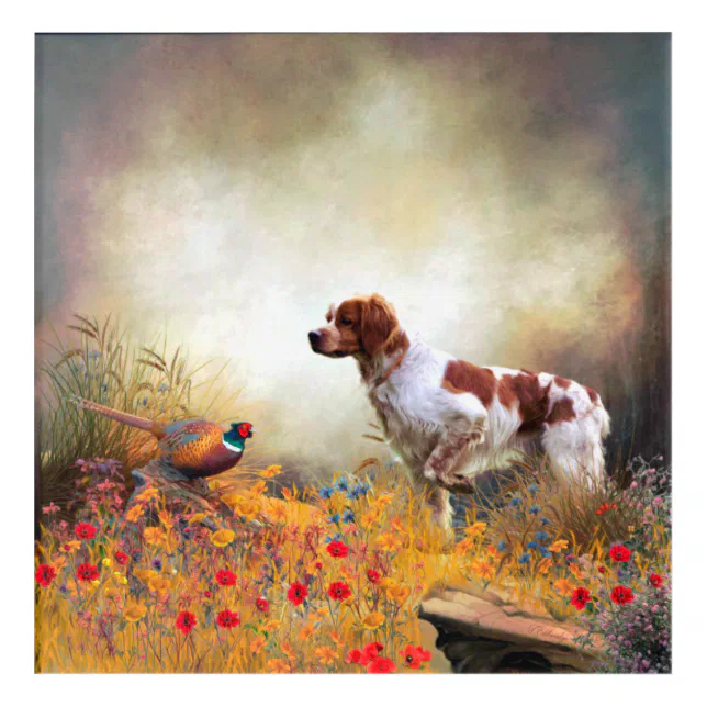 Brittany Spaniel, Hunting Pheasant Acrylic Print Zazzle