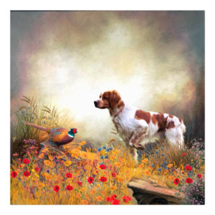 Brittany Spaniel, Hunting Pheasant   Photo Print