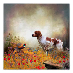 Brittany Spaniel, Hunting Pheasant Poster