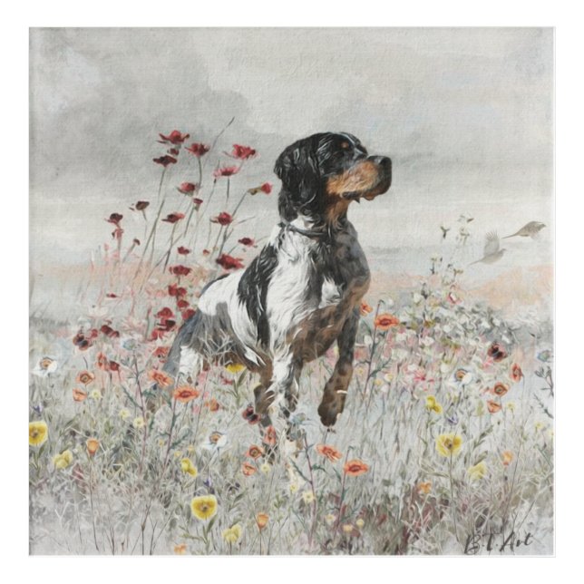 Brittany Spaniel hunts in the field  Acrylic Print (Front)