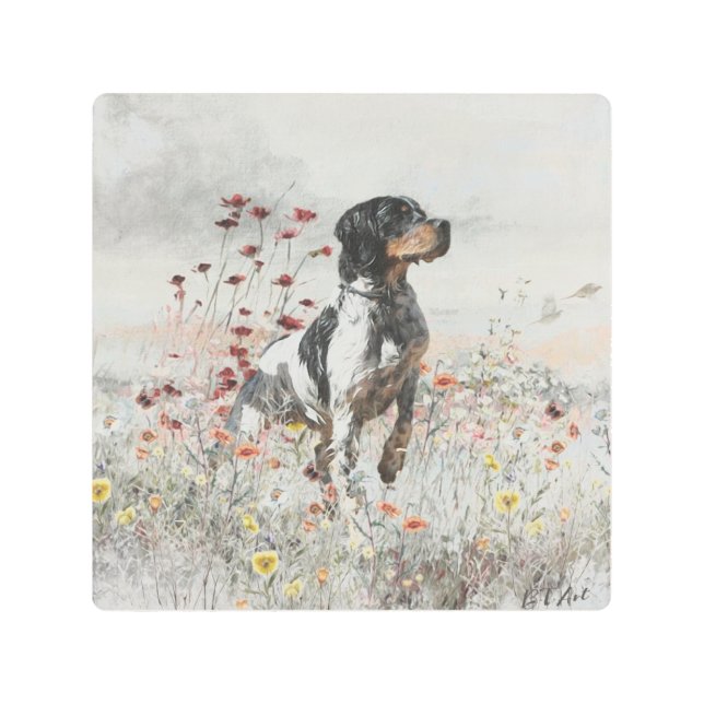 Brittany Spaniel hunts in the field    Metal Print (Front)