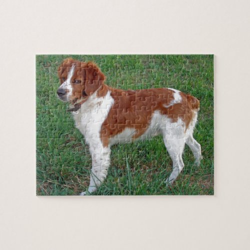 Brittany Spaniel Jigsaw Puzzle