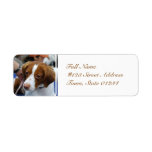 Brittany Spaniel Mailing Labels