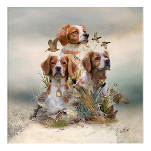 Brittany Spaniel  Passion for Birds Acrylic Print