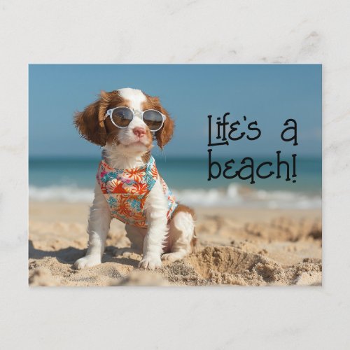 Brittany Spaniel Puppy wearing sunglasses Postcard