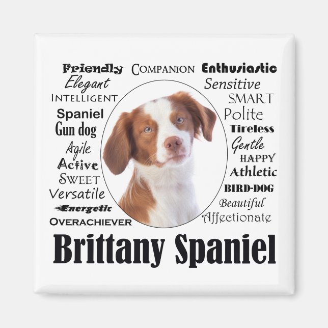 Brittany Spaniel Traits Magnet (Front)
