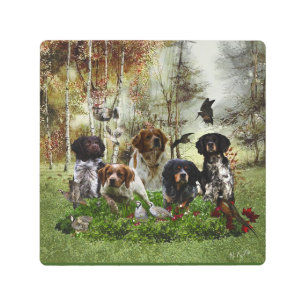  Brittany Spaniels,   Bird Hunting   Metal Print