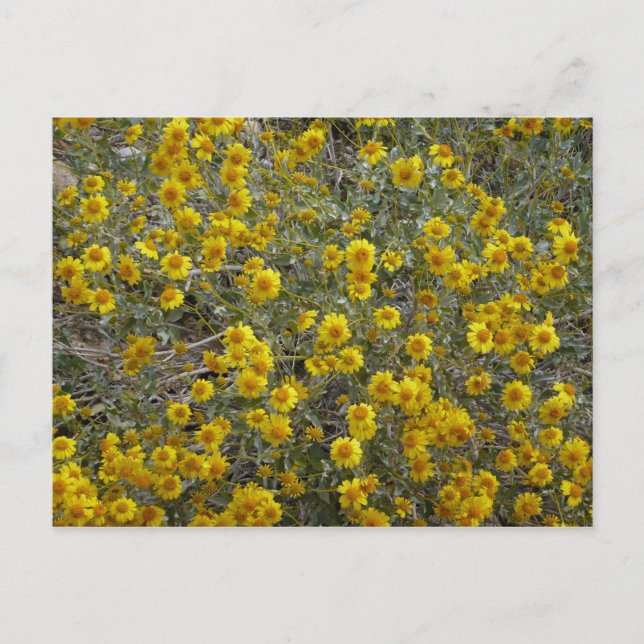 Brittlebush Post Card (Front)