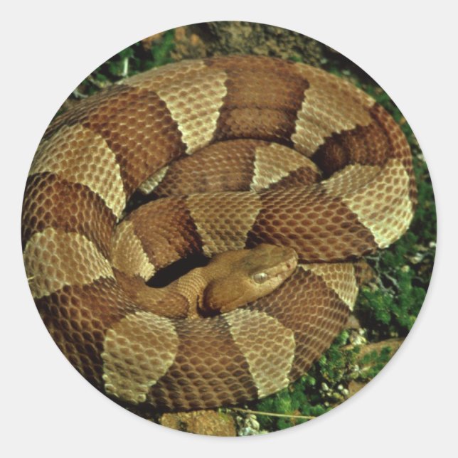 Broad-banded copperhead classic round sticker (Front)