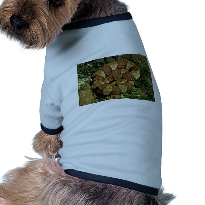 Broad banded copperhead dog clothes