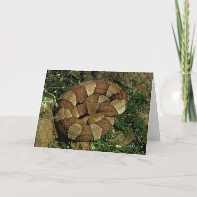 broad-banded copperhead snake greeting card (Front)