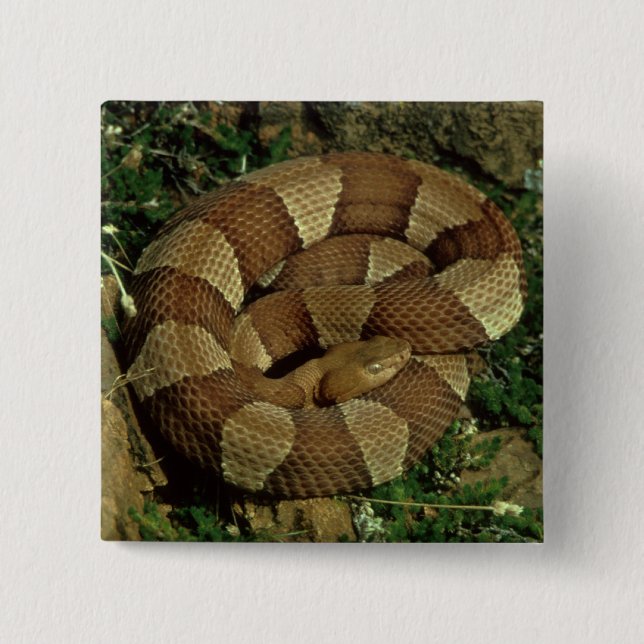 broad-banded copperhead snake pinback button (Front)
