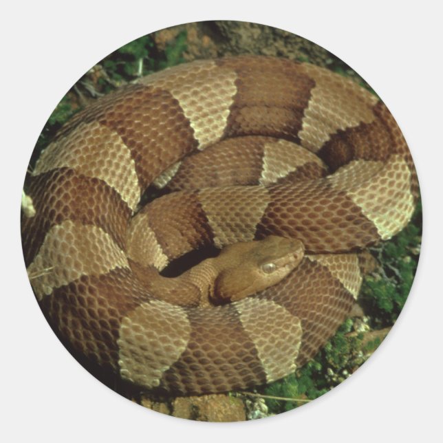 broad-banded copperhead snake stickers (Front)