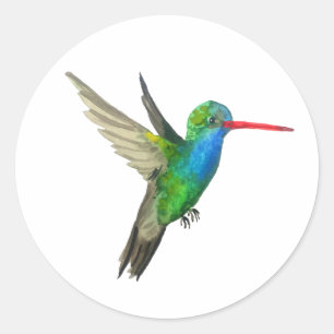 Broad-billed Hummingbird Classic Round Sticker