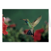 Broad-billed Hummingbird, Cynanthus (Front Horizontal)